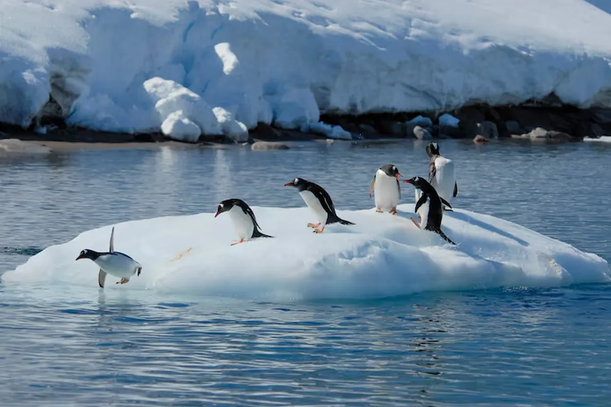 Penguins gathered on floating ice in Antarctic waters